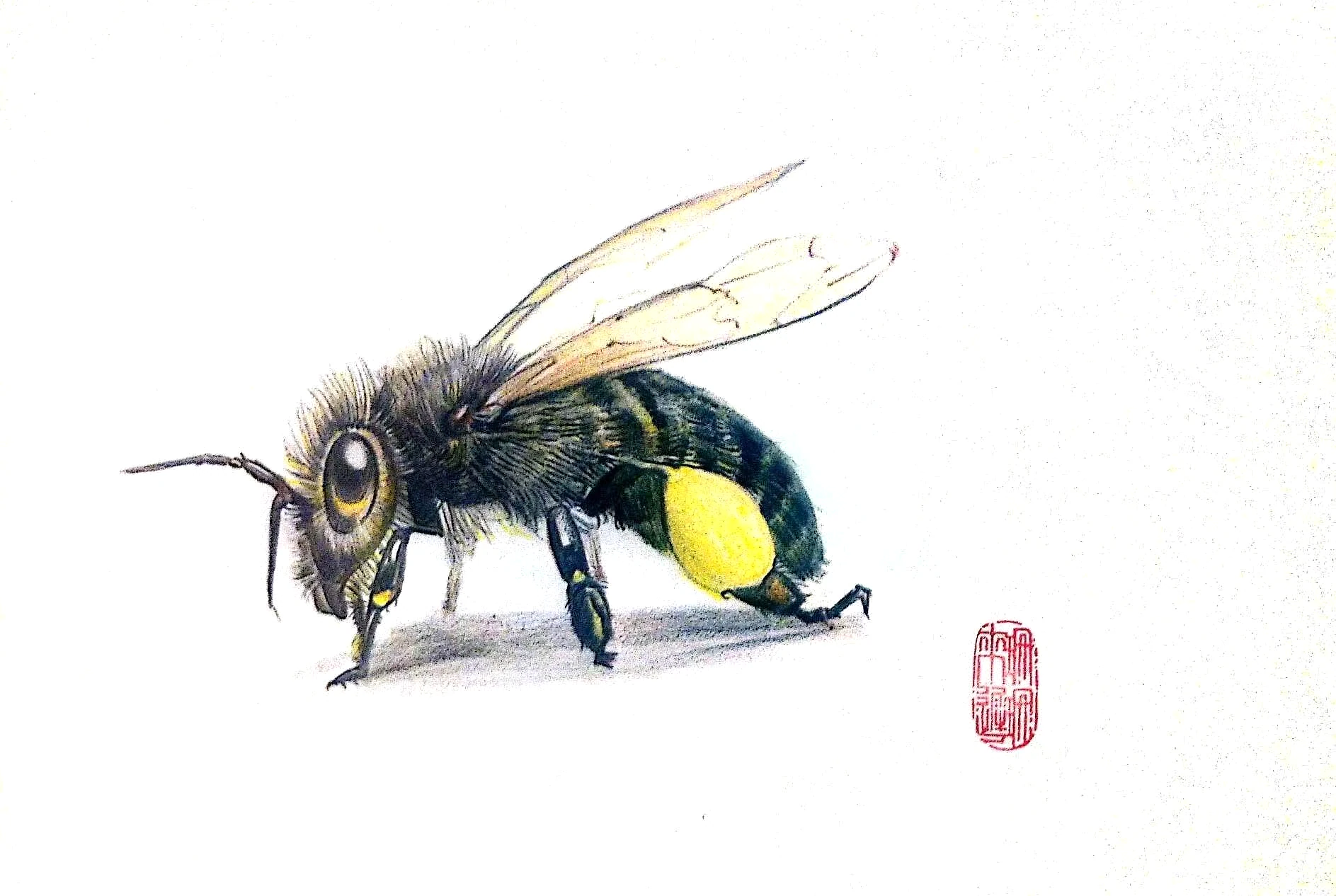 微观生命，昆虫手绘